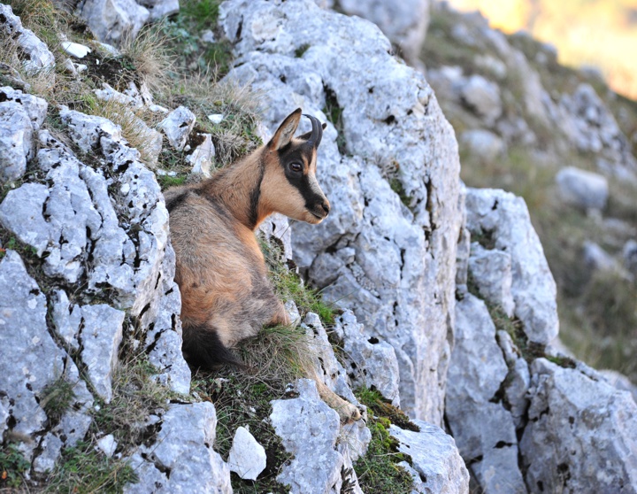 Camoscio appenninico - Rupicapra pyrenaica ornata